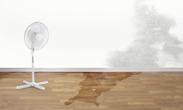 Best Ceiling water damage repair  in Chieand, FL